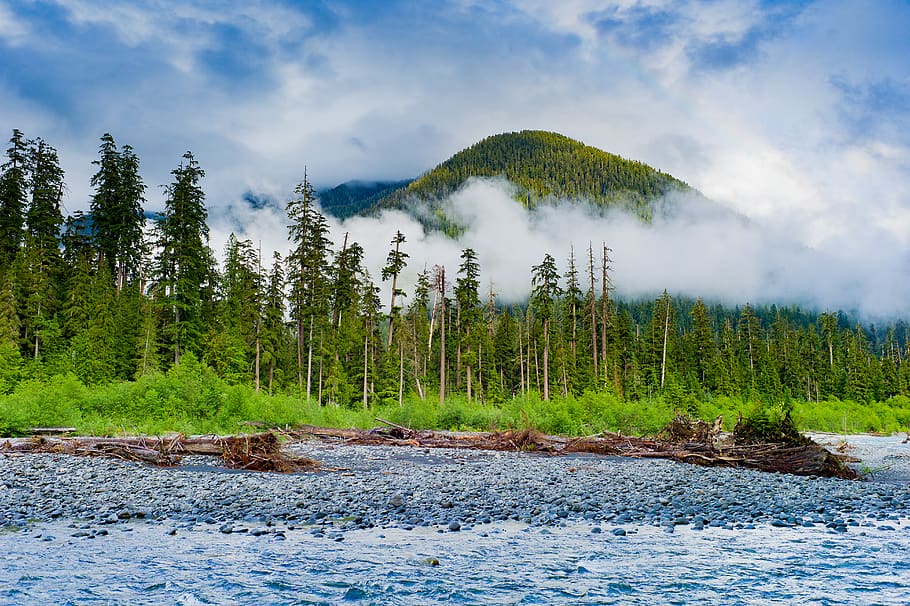united states, port angeles, olympic national park, river, forest, HD wallpaper