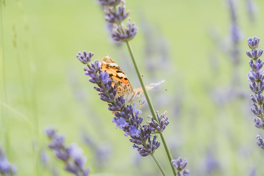 fly, butterfly, flower, flowers, fauna, flora, green, purple HD wallpaper