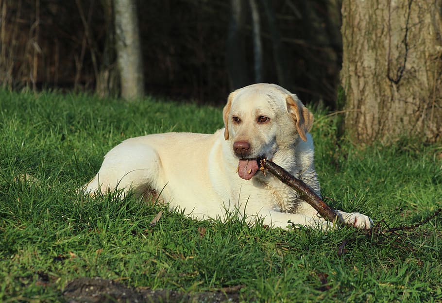 labrador, yellow, play, stick, pet, dog, adorable, fun, happy HD wallpaper