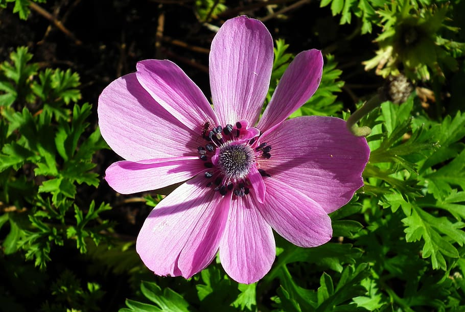 flower, anemone, garden, summer, pink, macro, nature, the petals HD wallpaper