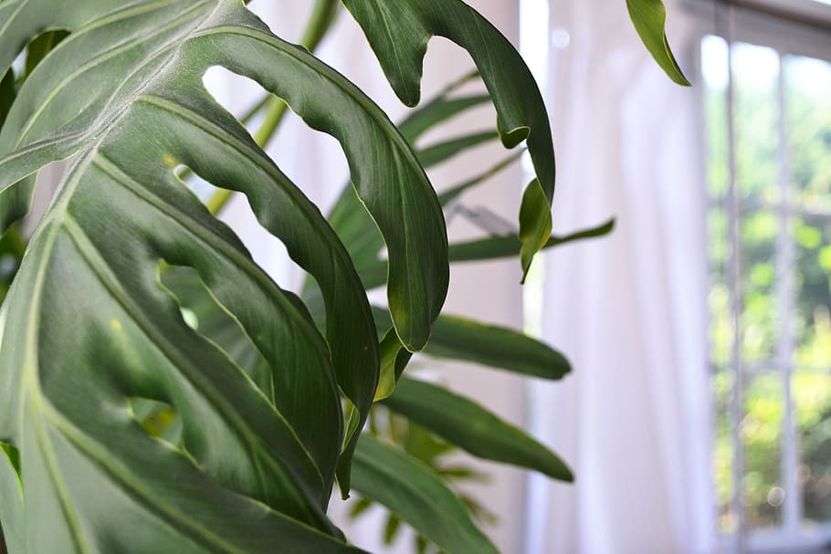 Green Leaf, botanical, bright, close-up, colors, curtain, environment HD wallpaper