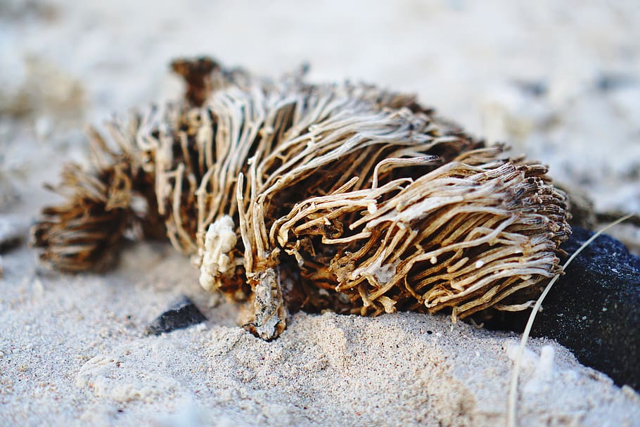 seaweed, nature, close-up, selective focus, no people, land HD wallpaper