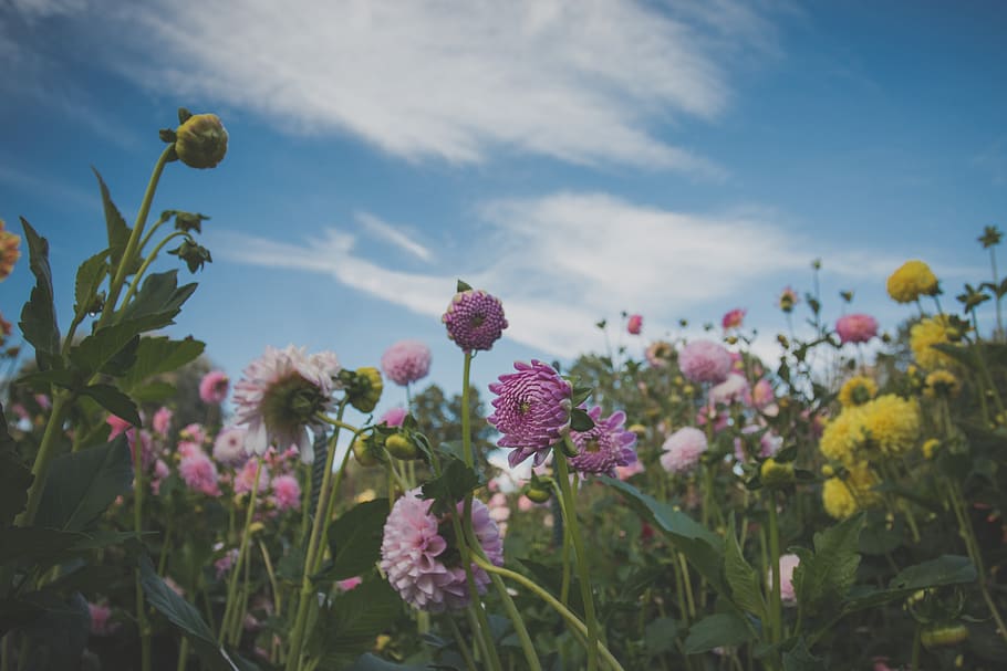 blossum, flowers, pink, garden, park, nature, sky, blue sky HD wallpaper