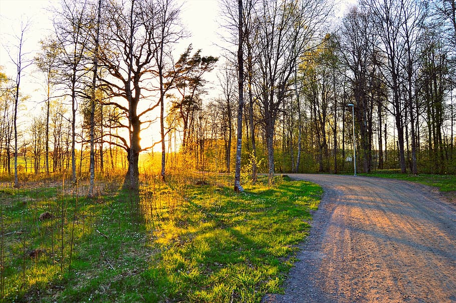 Green Leafed Trees, branch, bright, dawn, daylight, environment HD wallpaper