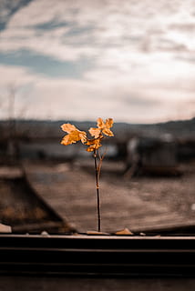 yellow flower, leaf, plant, tree, ground, maple, maple leaf, sunlight HD wallpaper