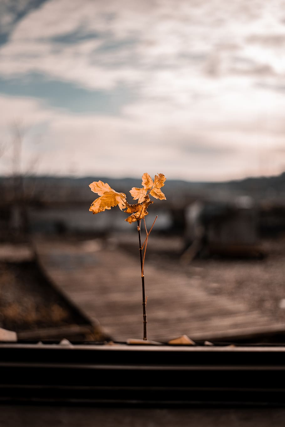 yellow flower, leaf, plant, tree, ground, maple, maple leaf, sunlight HD wallpaper