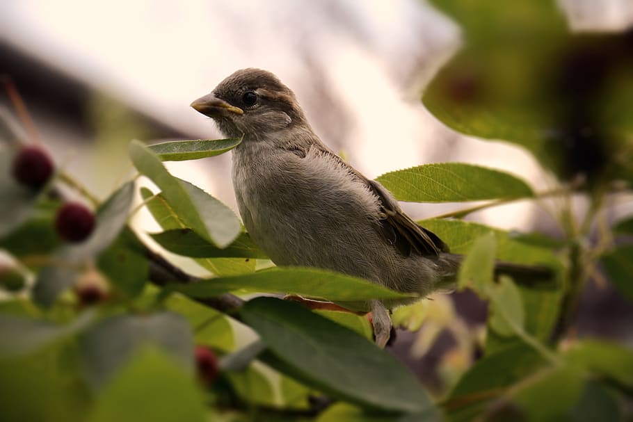 bird, feathers, zoom, animal, birdlove, nature, animals, animal wildlife HD wallpaper