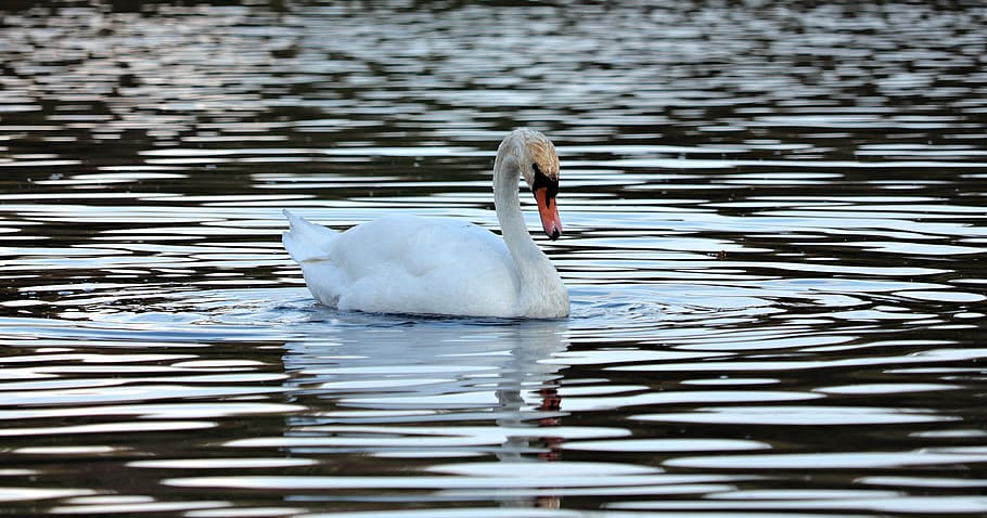 swan, water, nature, texture, background, template, blue, lake HD wallpaper