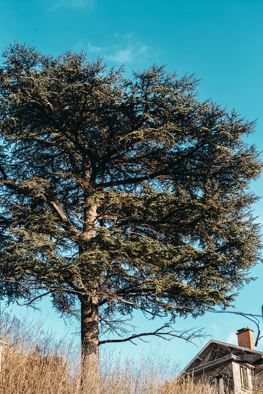 Green-leafed Tree Near Brown and White House, bright, colors HD wallpaper