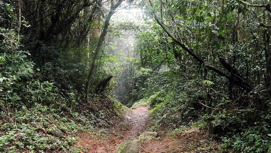forest, trees, pathway, track, plant, land, nature, growth HD wallpaper