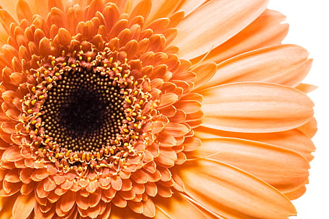 gerbera, flower, background, white, closeup, isolated, decoration HD wallpaper