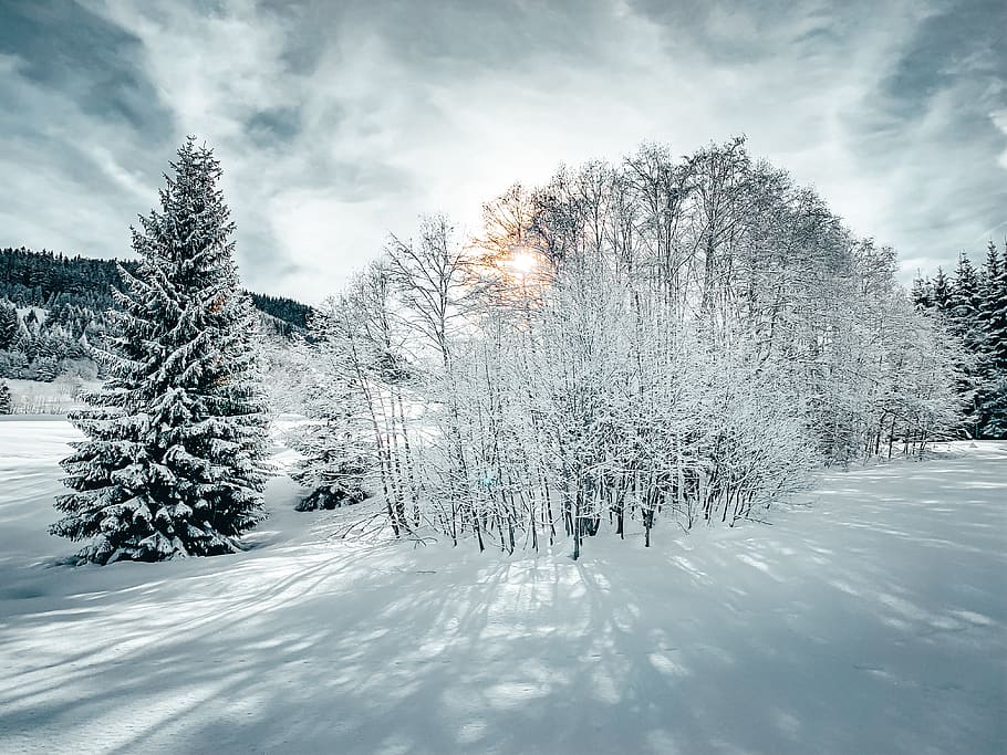 trees covered with snow under cloudy sky, plant, fir, abies, france HD wallpaper