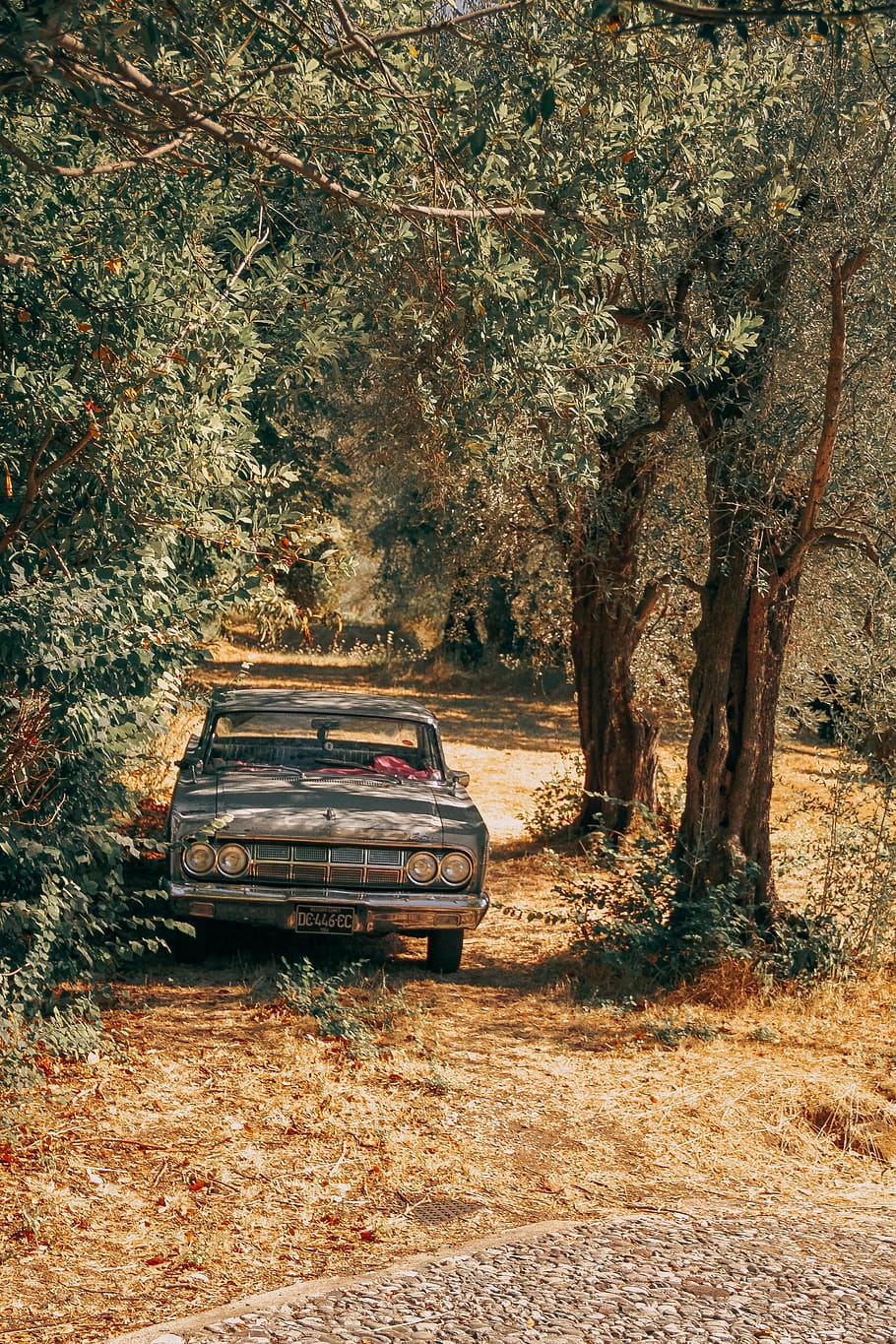 gray car parked beside tree, mode of transportation, plant, land HD wallpaper