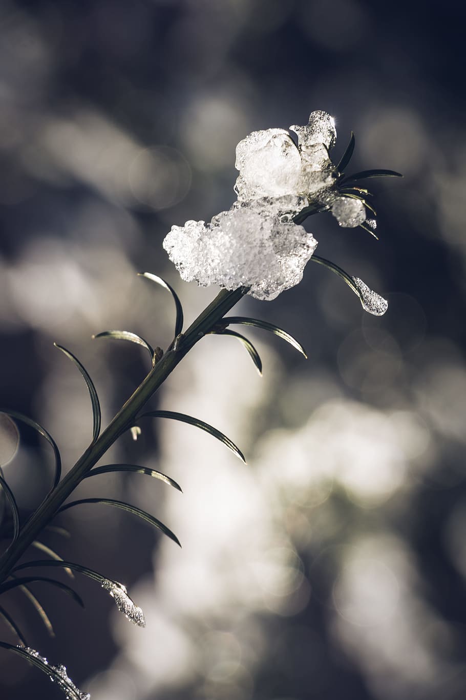 Plant Covered With Ice, close-up, cold, frost, growth, leaves HD wallpaper