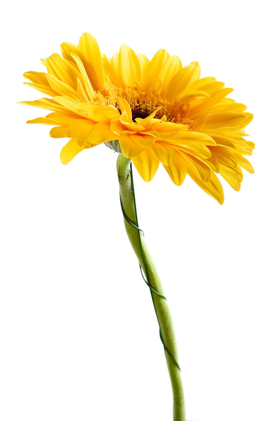 gerbera, flower, background, white, closeup, isolated, decoration, HD wallpaper