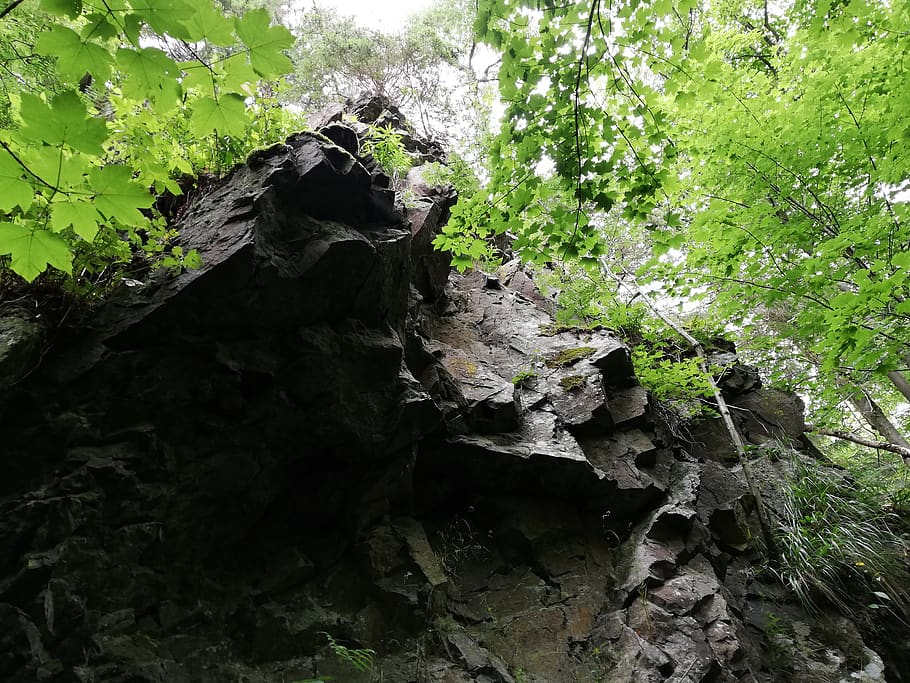 germany, bad harzburg, forest, tree, stone, green, highland HD wallpaper