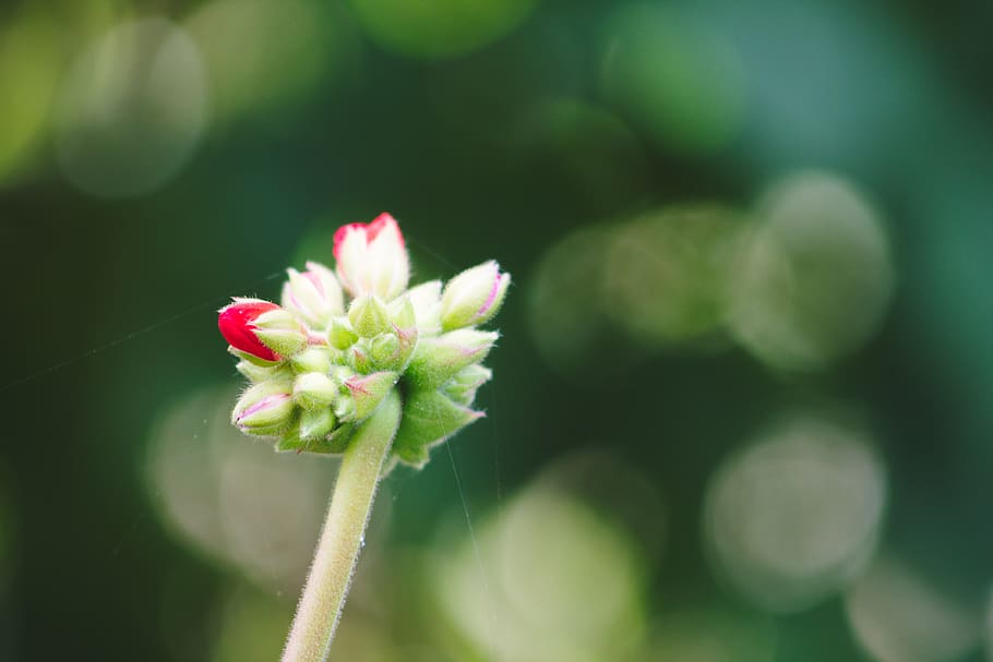 nature, red, web, bokeh, green, flower, flowering plant, freshness HD wallpaper