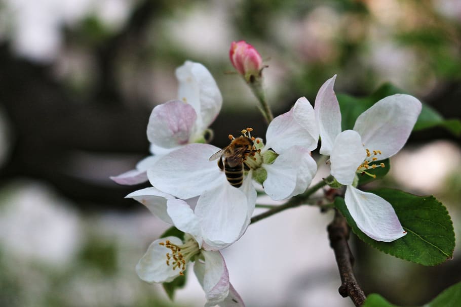 bee, blossom, bloom, honey, nectar, pollen, white, tree, nature HD wallpaper