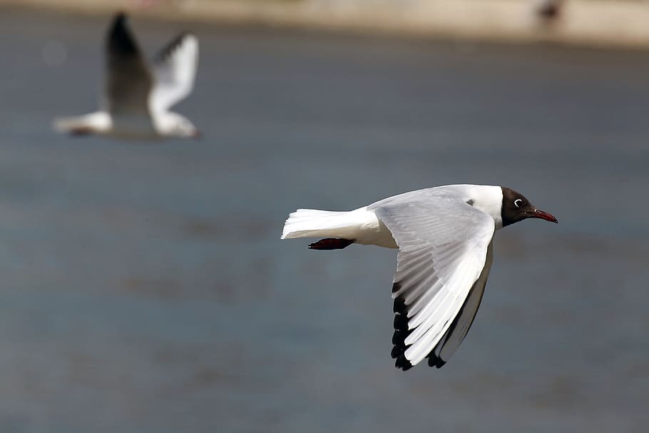 Macro Shot If White and Black Bird, animal, flying, gull, nature HD wallpaper