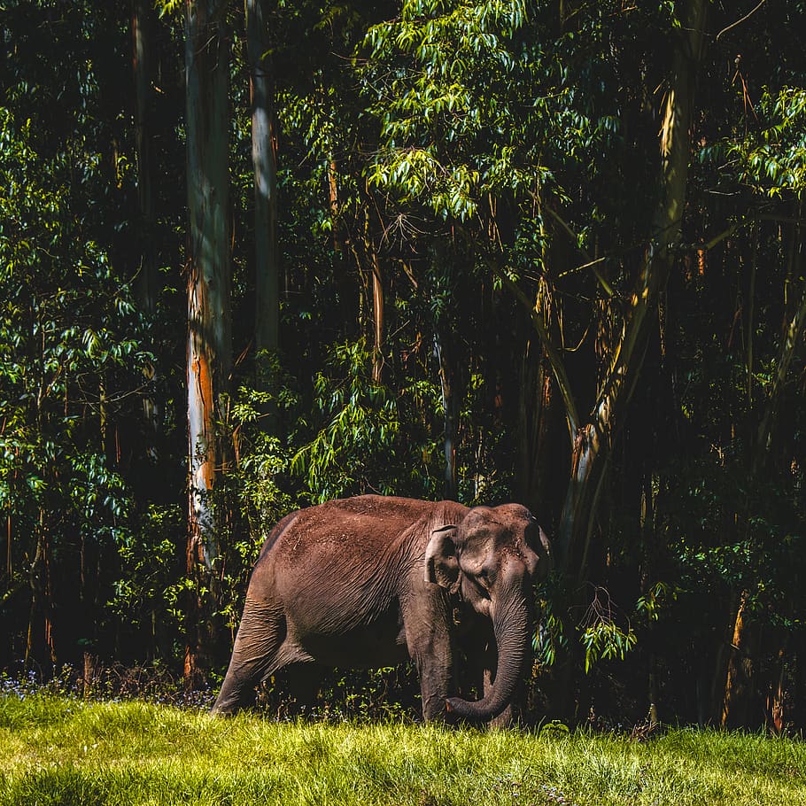 gray elephant walking on forest, wildlife, animal, mammal, lion HD wallpaper