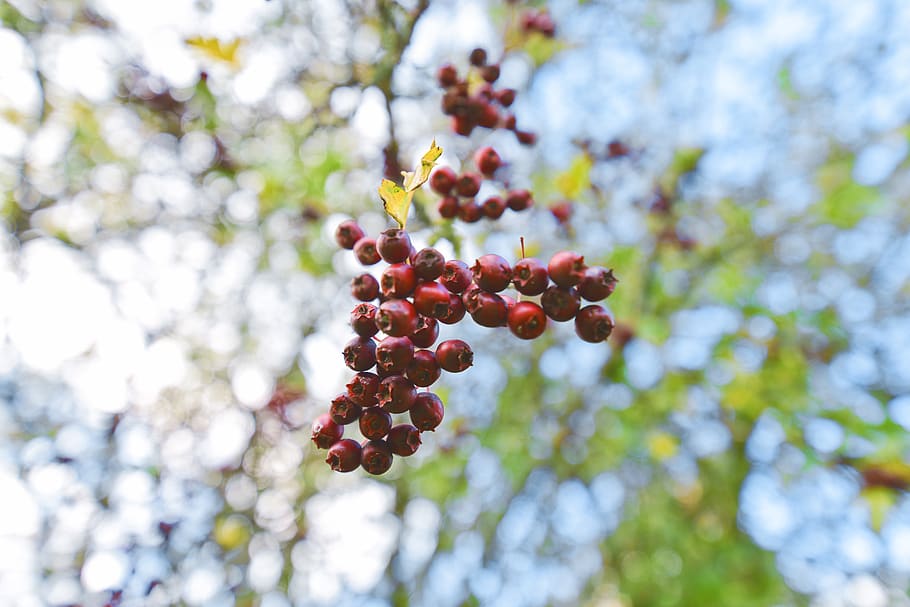 fruit, trees, autumn, fall, food, food and drink, healthy eating HD wallpaper