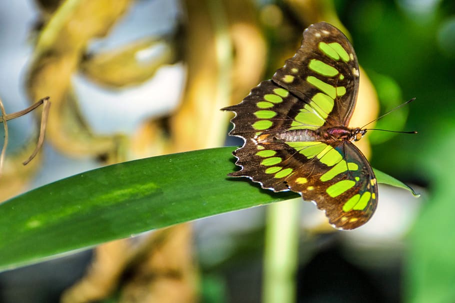 butterfly, green, insect, beautiful, animal wildlife, animal themes HD wallpaper