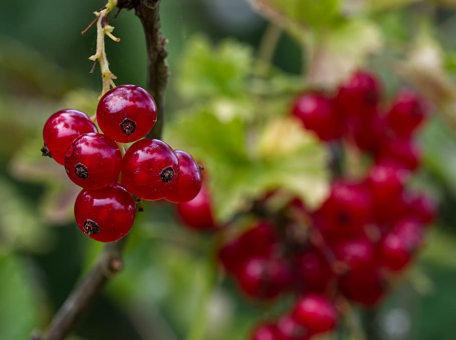 currants, fruit, berries, red, food, ripe, fresh, vitamins HD wallpaper