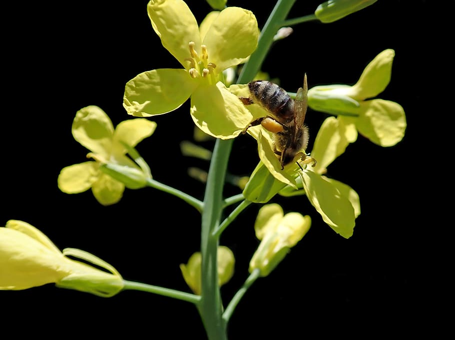 bee, insect, cabbage flower, pollen, garden, nature, animal HD wallpaper