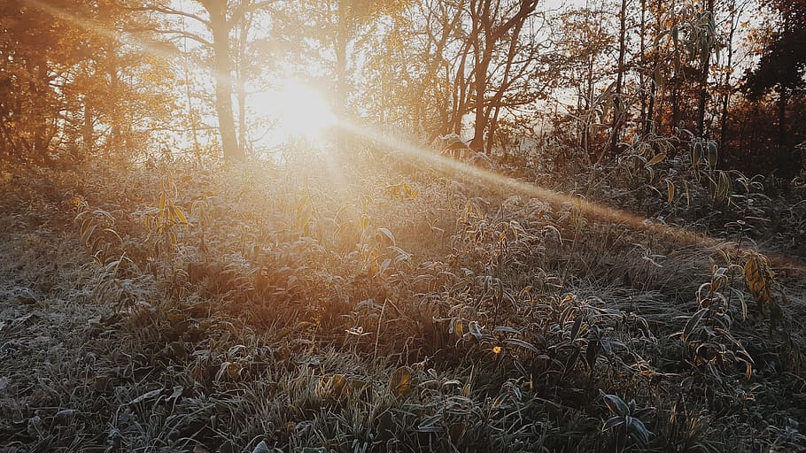 green grass and trees during sunrise, plant, sunlight, field HD wallpaper