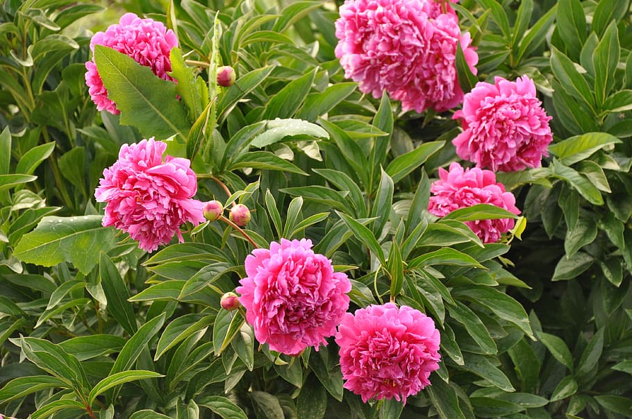 peonies, peony, bush, pink, bloom, flower, in the summer of, HD wallpaper