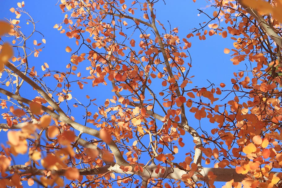 united states, thornton, leaves, leaf, autumn, fall, tree, blue, HD wallpaper