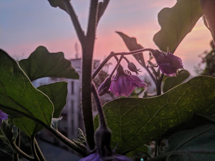 Focus Photography Of Flower, bloom, blossom, flora, flowers, macro HD wallpaper