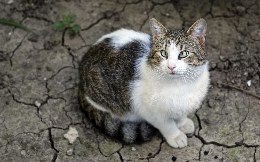 White and Brown Tabby Cat, adorable, animal, close-up, crack HD wallpaper