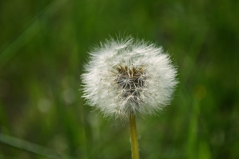 White Dandelion, close-up, delicate, downy, environment, field HD wallpaper