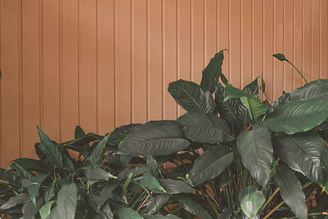 leaf, plant, flower, blossom, araceae, tree, acanthaceae, tobacco HD wallpaper