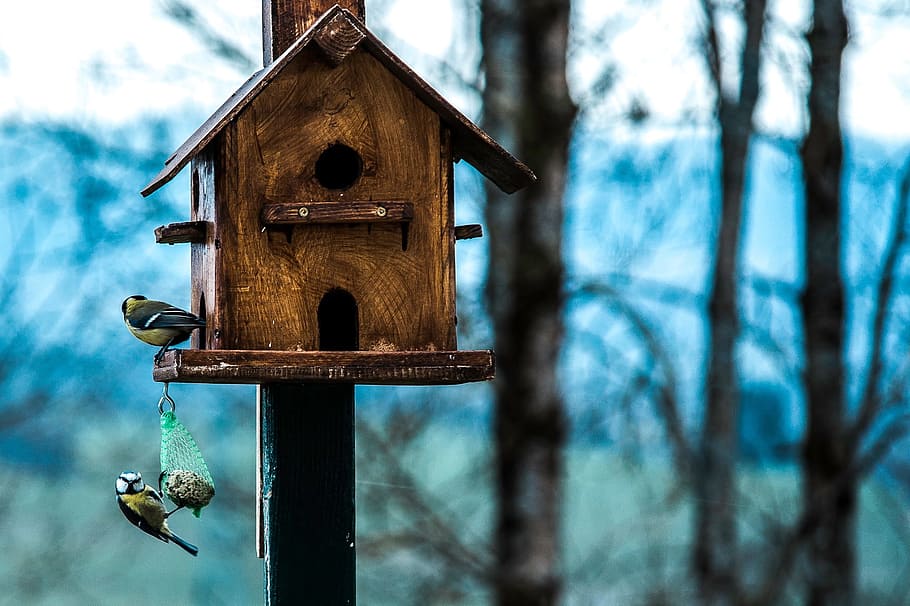 house, bird, keep, shelter, wood, tree, birdhouse, focus on foreground HD wallpaper