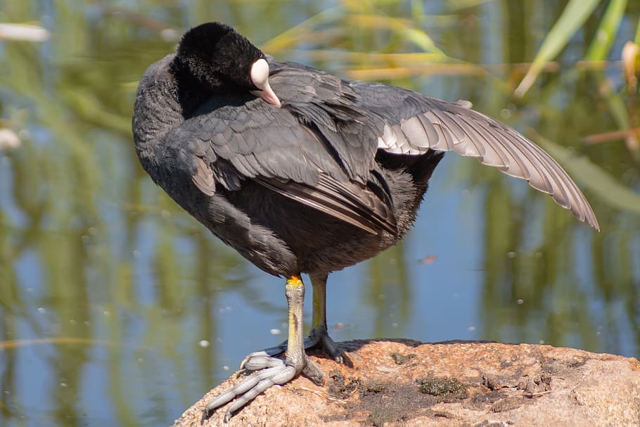 coot, waterfowl, bird, feather, plumage, animals in the wild HD wallpaper