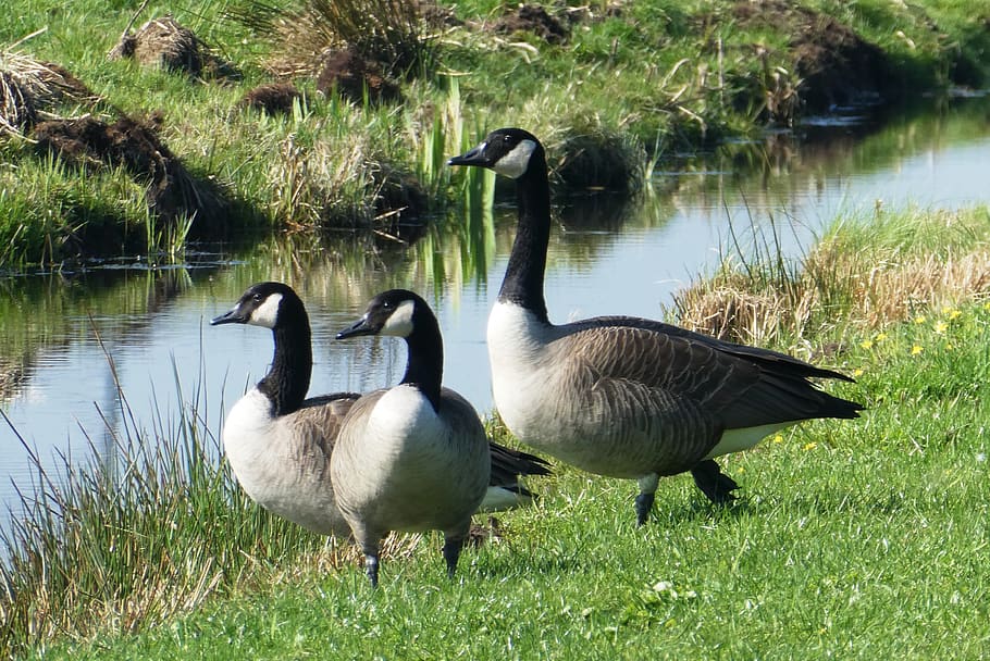 canadian goose, wild, breeding bird, ditch, pasture, water birds, HD wallpaper