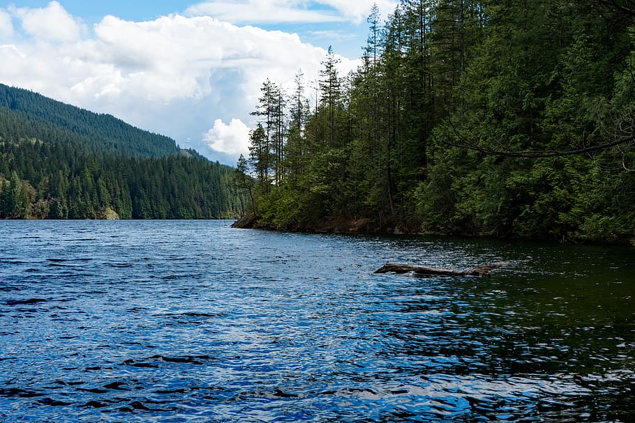 plant, tree, abies, fir, water, nature, outdoors, conifer, lake HD wallpaper
