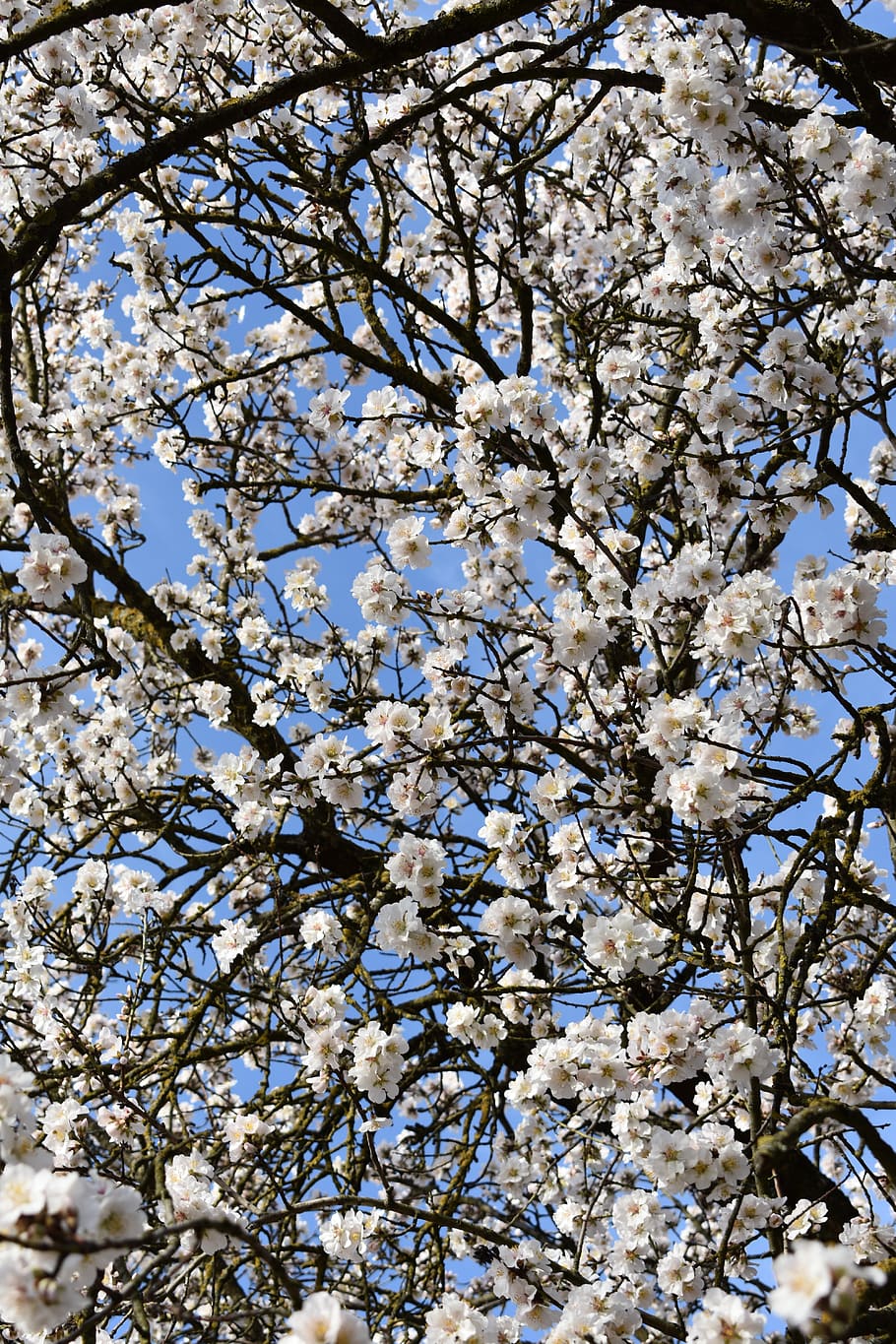 almond trees, flower, spring, almonds, flowering, flowers, seeds HD wallpaper