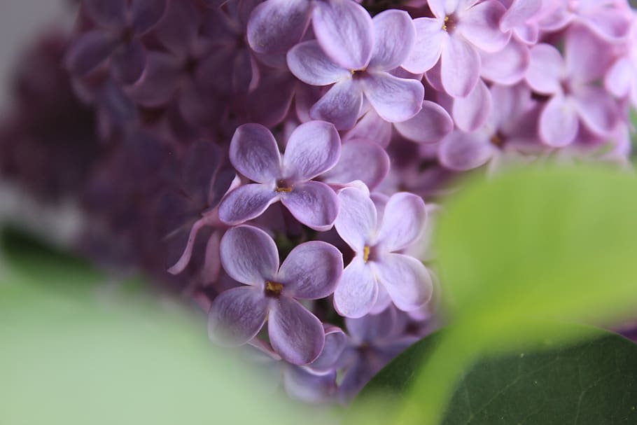 flower, blossom, bloom, lavender, stem, nature, beautiful, plant HD wallpaper