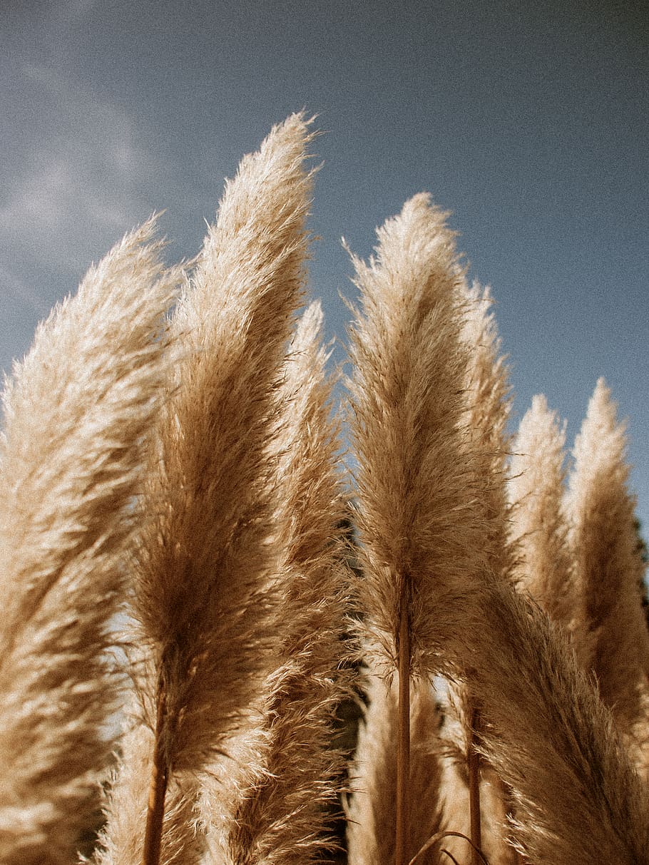 Brown Leaves, bright, common reed, daylight, downy, grass, growth HD wallpaper