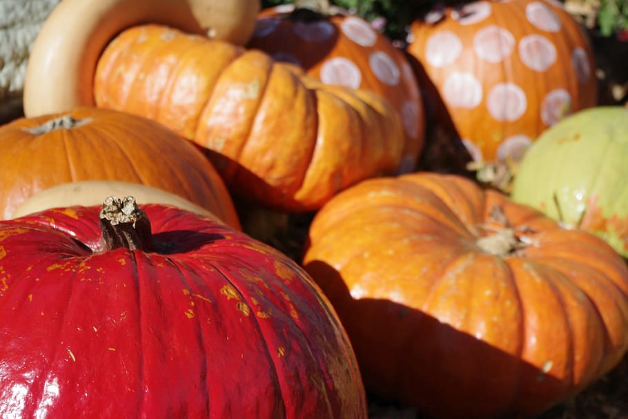 pumpkin, halloween, decoration, fall, harvest, autumn, vegetables HD wallpaper