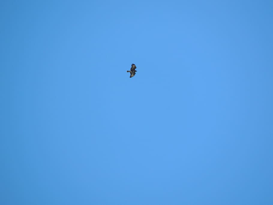 france, modane, blue, sky, fly, eagle, bird, flying, clear sky HD wallpaper