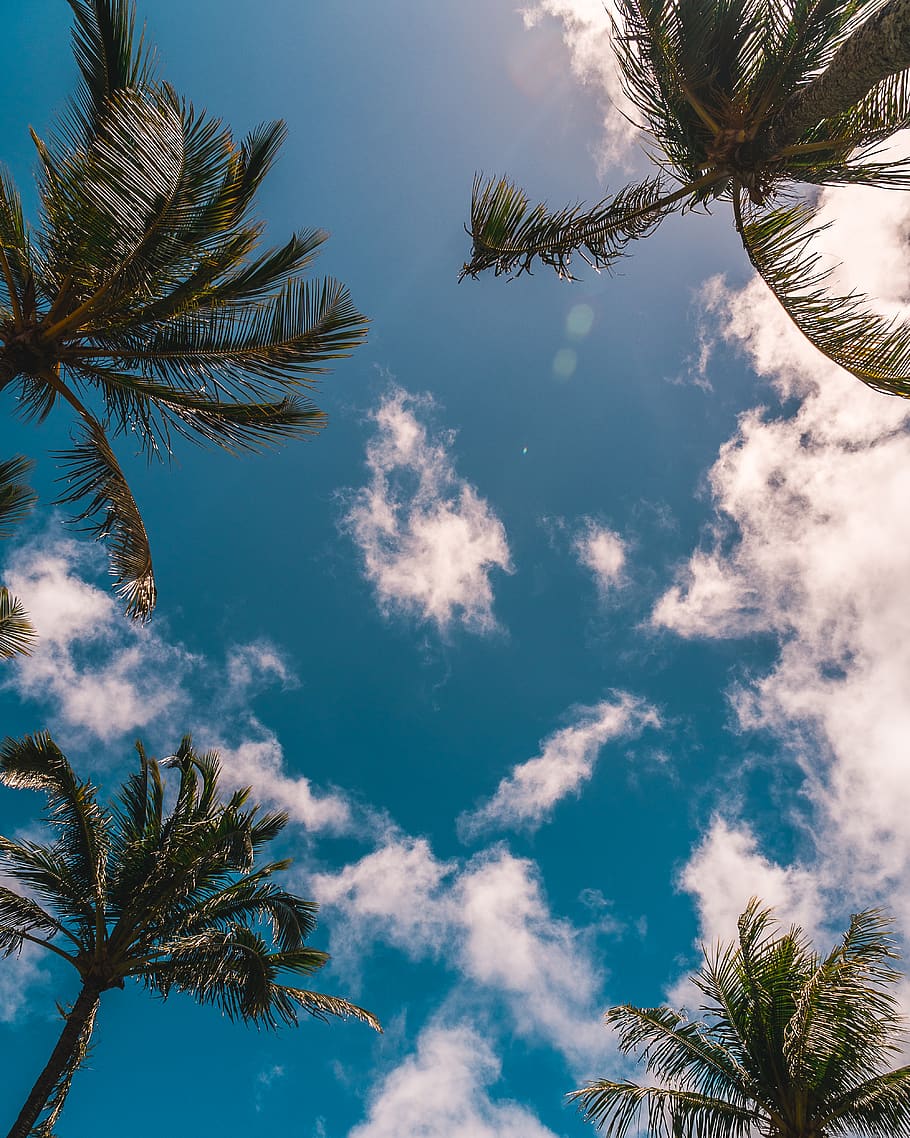 united states, hookipa beach, sky, tree, tropical climate, palm tree HD wallpaper