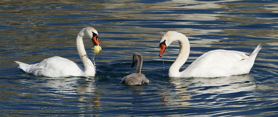 nature, landscape, river, swans, electric, young, sun, light HD wallpaper