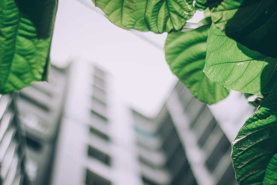 Shallow Focus Photo of Leaves, blur, bright, building, close-up HD wallpaper