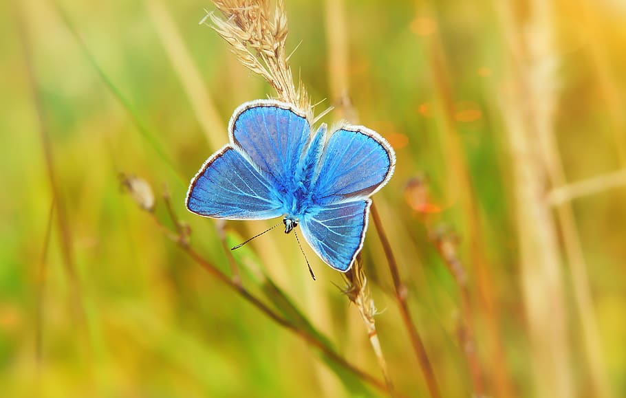 blue moth on wheath, close-up, plant, insect, invertebrate, animal wildlife HD wallpaper