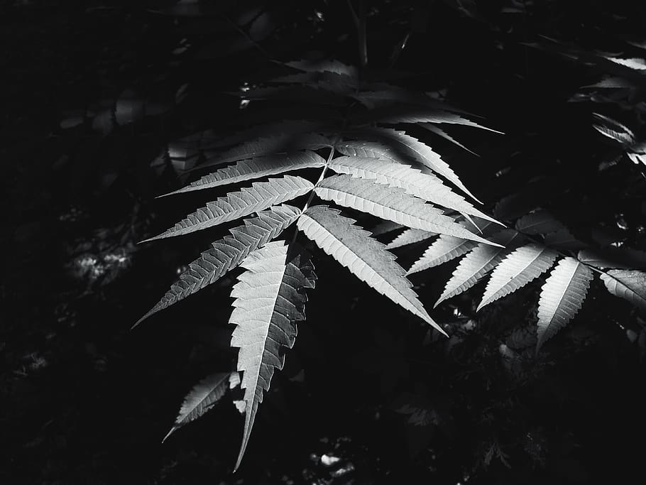 black, black and white, leaf, plant part, close-up, no people HD wallpaper