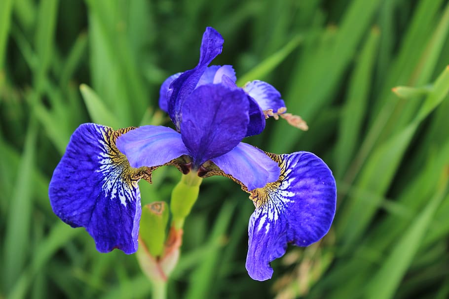 flower, blue, summer, petals, vacation, village, sun, flowering plant HD wallpaper